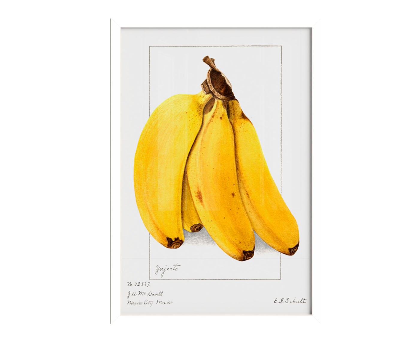 Quadro Banana Vintage com Moldura Branca - image 0