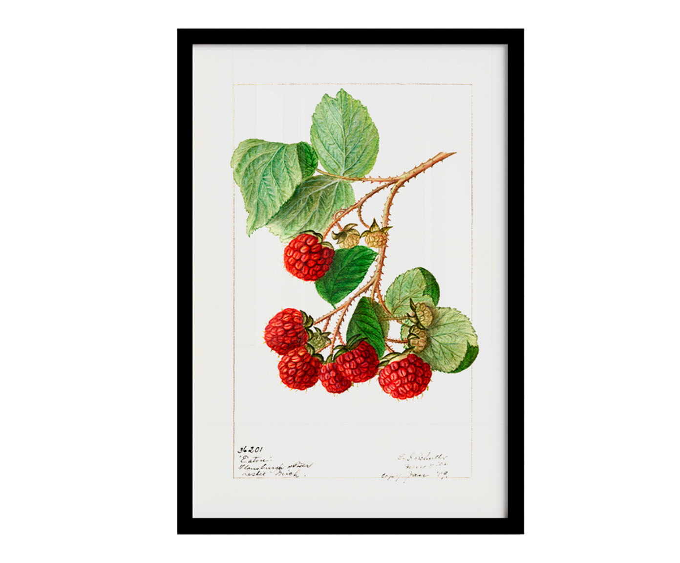 Quadro Framboesa Vintage com Moldura Preta - image 0