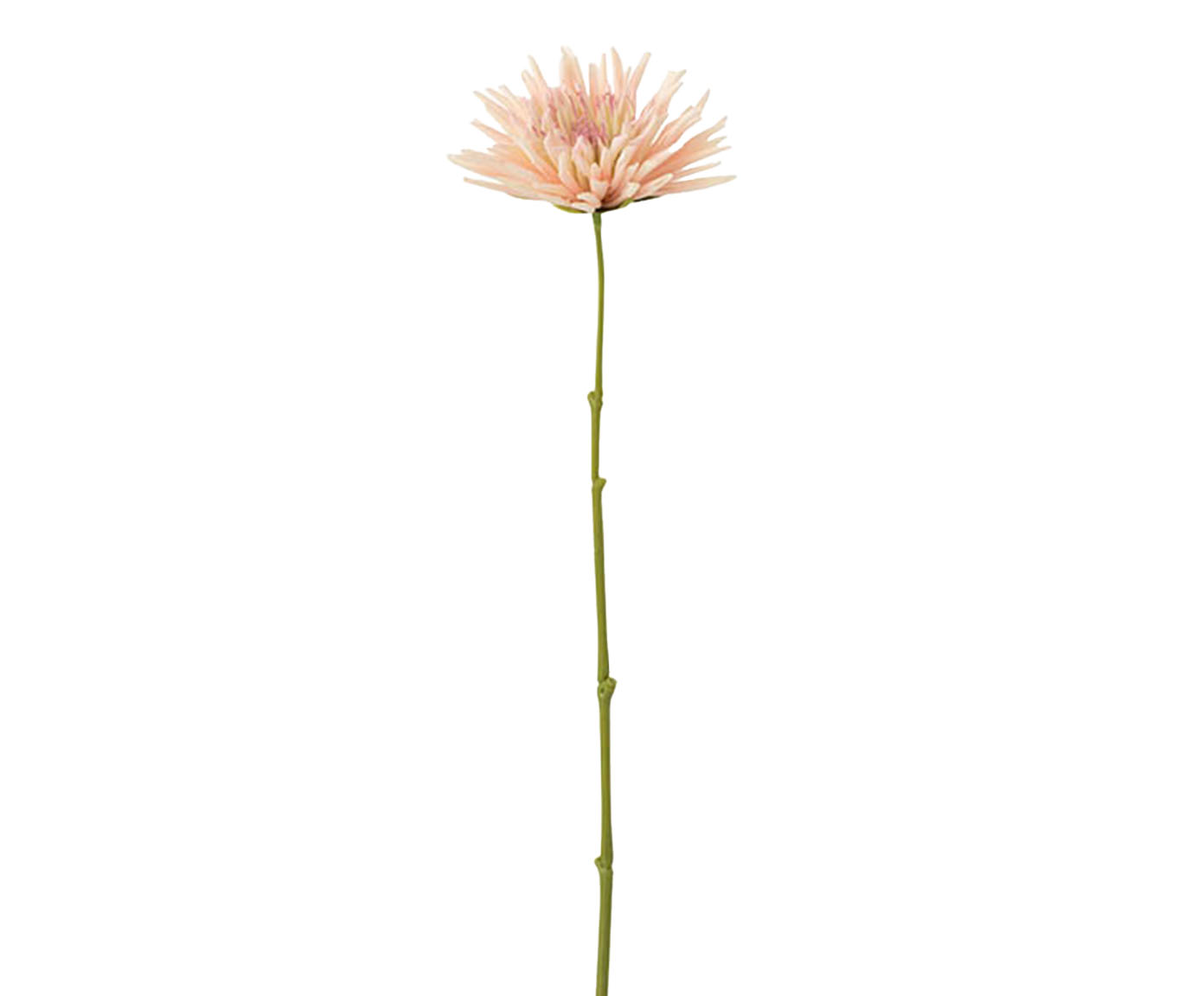 Planta Crisantemo Salm&atilde;o - image 0