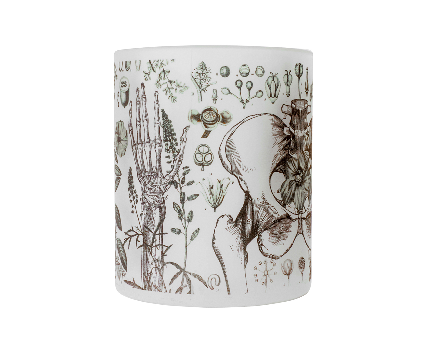 Caneca Botanical image number 2